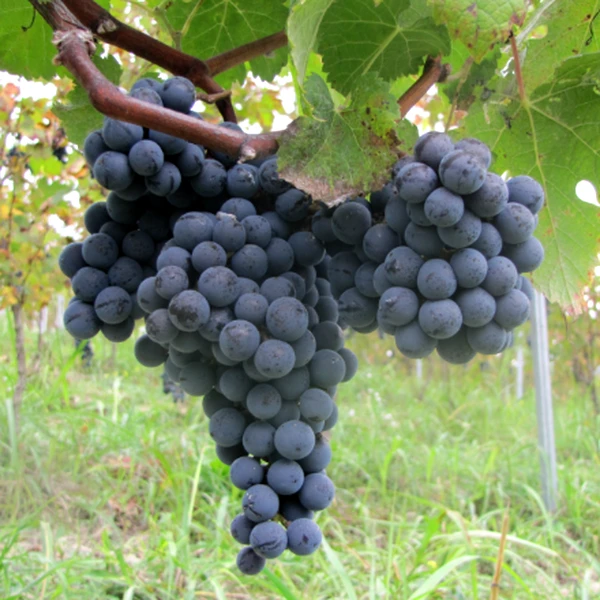 Blue Juice Grape Vine Live Plant – 1-2 Year Old – Ready for Planting – Outdoor - Image 2