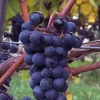 Blue Juice Grape Vine Live Plant – 1-2 Year Old – Ready for Planting – Outdoor - Image 1