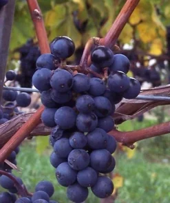 Blue Juice Grape Vine Live Plant – 1-2 Year Old – Ready for Planting – Outdoor - Image 1