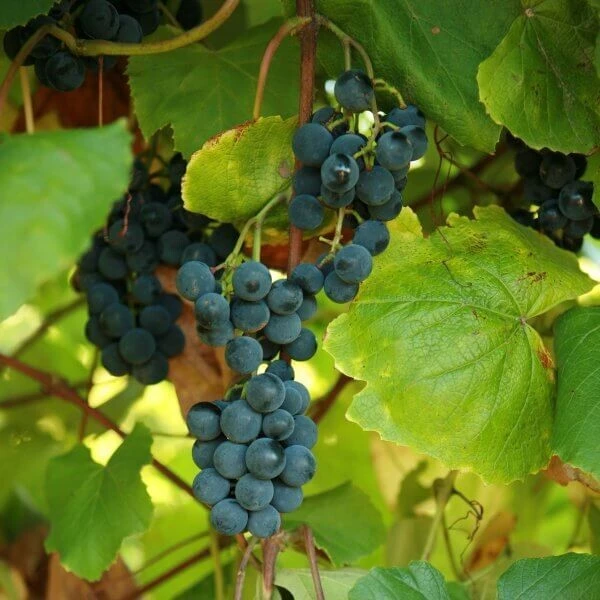 Blue Juice Grape Vine Live Plant – 1-2 Year Old – Ready for Planting – Outdoor - Image 5