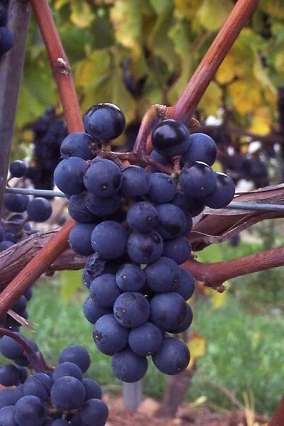 Blue Juice Grape Vine Plant - Live 1-2 Year Old Vine - Edible Outdoor Fruit - Image 1