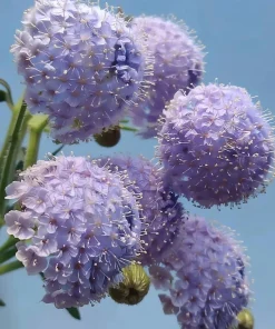 Blue Lace Flower Seeds - 50 Sweet-Scented Didiscus Seeds for Gardens - Image 2