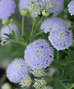 Blue Lace Flower Seeds - 50 Sweet-Scented Didiscus Seeds for Gardens - Image 3