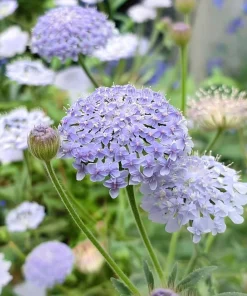 Blue Lace Flower Seeds - 50 Sweet-Scented Didiscus Seeds for Gardens - Image 4