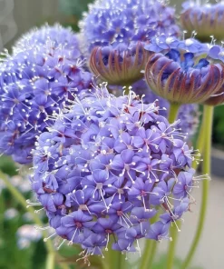 Blue Lace Flower Seeds - 50 Sweet-Scented Didiscus Seeds for Gardens - Image 5
