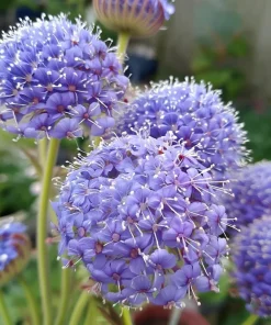 Blue Lace Flower Seeds - 50 Sweet-Scented Didiscus Seeds for Gardens - Image 1