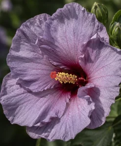 Blue Lavender Hibiscus Live Plant 4-6 Inch Tall Tropical Shrub - Image 2
