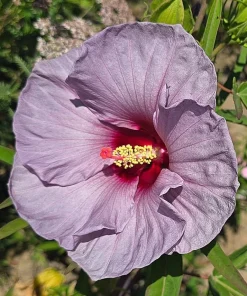 Blue Lavender Hibiscus Live Plant 4-6 Inch Tall Tropical Shrub - Image 3