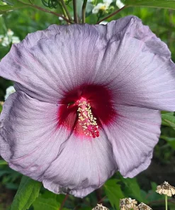 Blue Lavender Hibiscus Live Plant 4-6 Inch Tall Tropical Shrub - Image 5