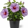 Blue Lavender Hibiscus Live Plant 4-6 Inch Tall Tropical Shrub - Image 1