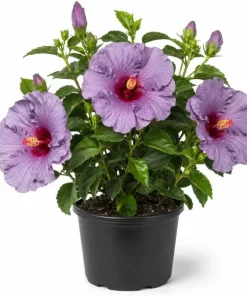 Blue Lavender Hibiscus Live Plant 4-6 Inch Tall Tropical Shrub - Image 1