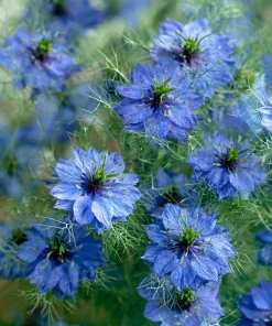 Blue Love In A Mist Seeds - Nigella damascena Flower Seeds - 100 Seeds, Annual - Image 2