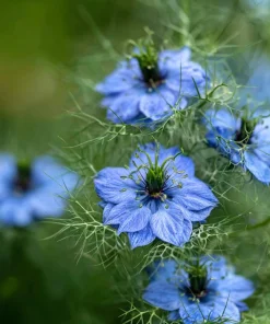 Blue Love In A Mist Seeds - Nigella damascena Flower Seeds - 100 Seeds, Annual - Image 3