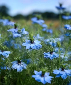 Blue Love In A Mist Seeds - Nigella damascena Flower Seeds - 100 Seeds, Annual - Image 4