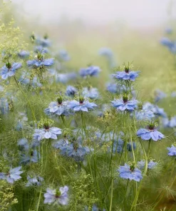 Blue Love In A Mist Seeds - Nigella damascena Flower Seeds - 100 Seeds, Annual - Image 5