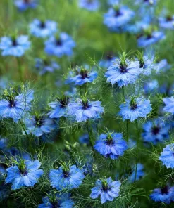 Blue Love In A Mist Seeds - Nigella damascena Flower Seeds - 100 Seeds, Annual - Image 1