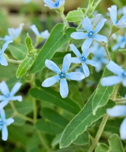 Blue Milkweed Plant – Twedia Oxypetalum Live Plant – 3.5 Inch Pot – Outdoor - Image 2
