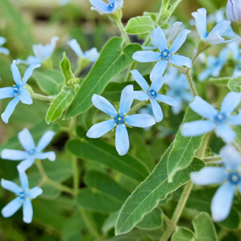 Blue Milkweed Plant – Twedia Oxypetalum Live Plant – 3.5 Inch Pot – Outdoor - Image 2