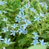 Blue Milkweed Plant – Twedia Oxypetalum Live Plant – 3.5 Inch Pot – Outdoor - Image 1