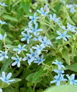 Blue Milkweed Plant – Twedia Oxypetalum Live Plant – 3.5 Inch Pot – Outdoor - Image 1