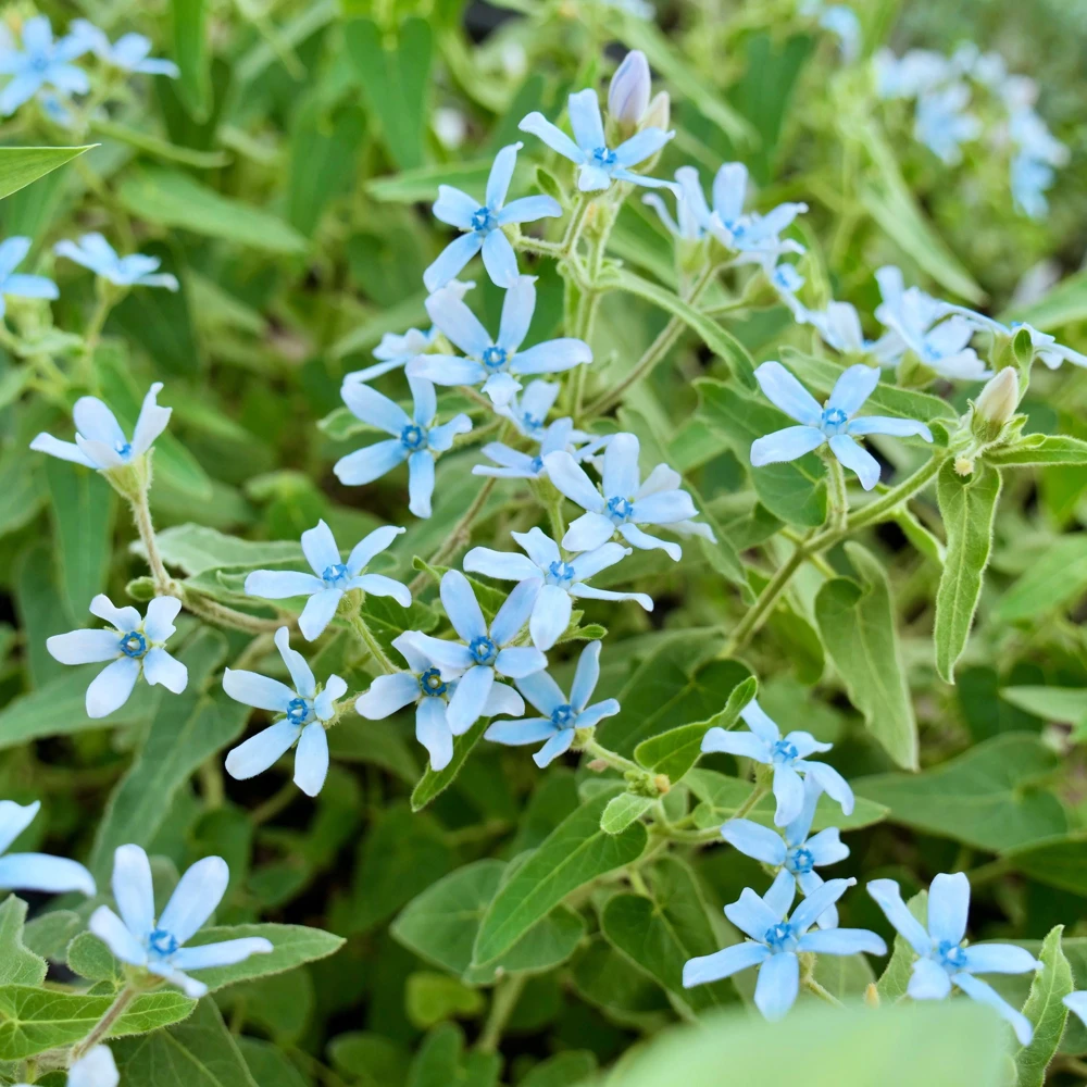 Blue Milkweed Plant – Twedia Oxypetalum Live Plant – 3.5 Inch Pot – Outdoor - Image 1