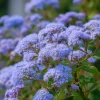 Blue Mist Flower Seeds - 200 Count - Native Wildflower for Pollinators - Image 1