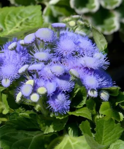 Blue Mist Flower Seeds - Eupatorium coelestinum, Fragrant Native Wildflower, 200 Seeds, Pollinator Garden - Image 2