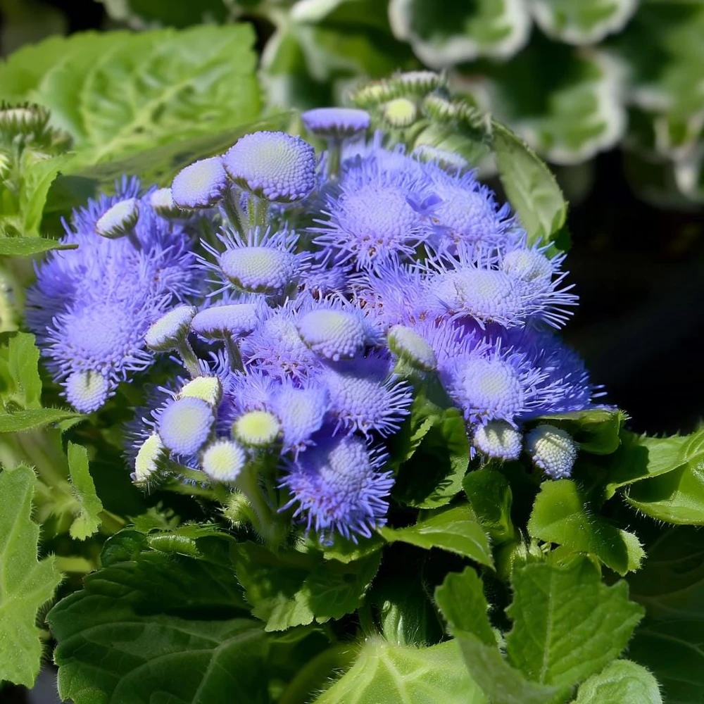 Blue Mist Flower Seeds - Eupatorium coelestinum, Fragrant Native Wildflower, 200 Seeds, Pollinator Garden - Image 2
