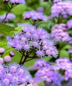Blue Mist Flower Seeds - Eupatorium coelestinum, Fragrant Native Wildflower, 200 Seeds, Pollinator Garden - Image 3