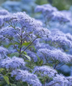 Blue Mist Flower Seeds - Eupatorium coelestinum, Fragrant Native Wildflower, 200 Seeds, Pollinator Garden - Image 4