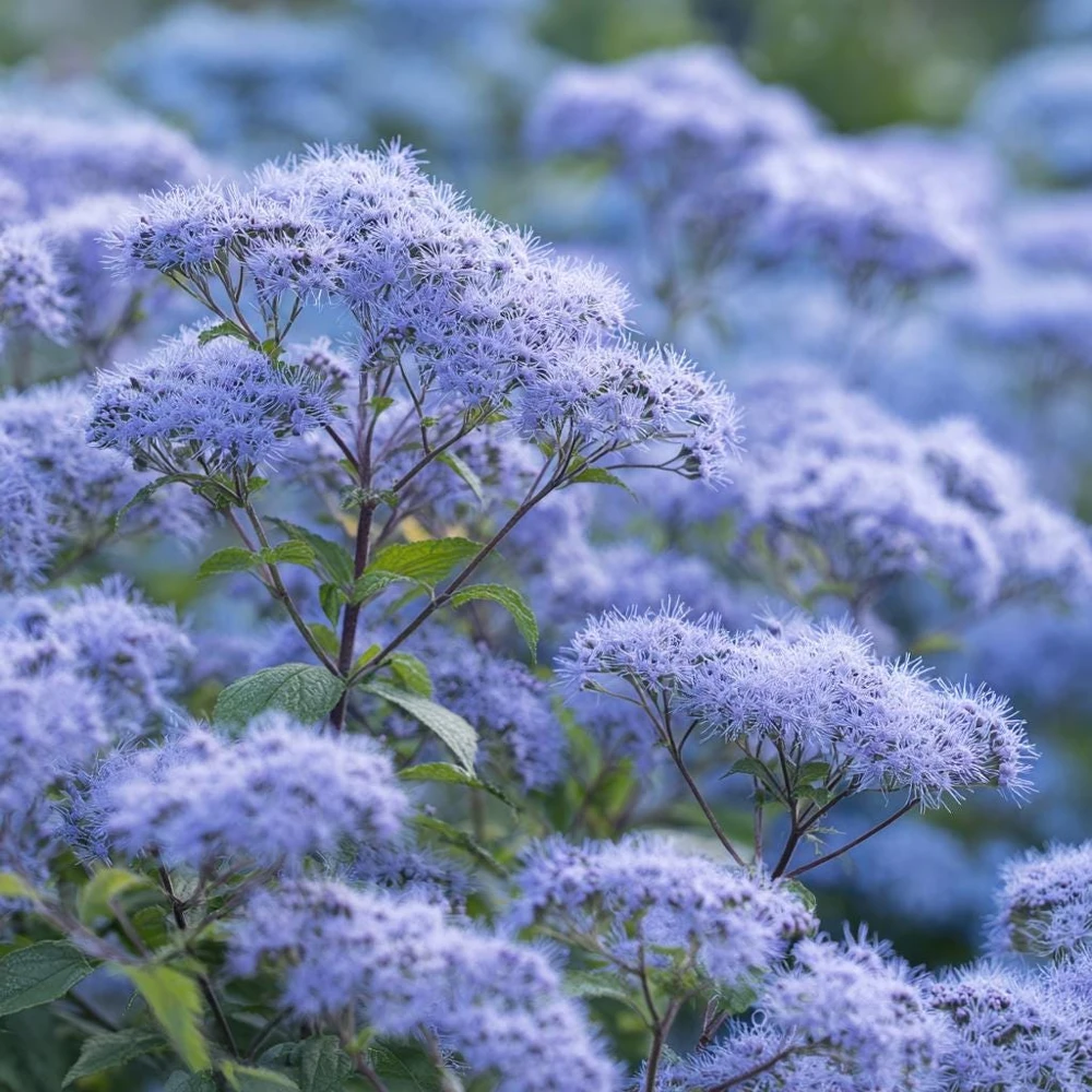 Blue Mist Flower Seeds - Eupatorium coelestinum, Fragrant Native Wildflower, 200 Seeds, Pollinator Garden - Image 4