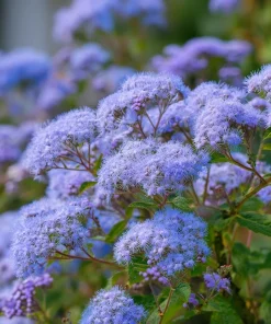 Blue Mist Flower Seeds - Eupatorium coelestinum, Fragrant Native Wildflower, 200 Seeds, Pollinator Garden - Image 1