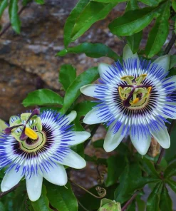 Blue Passiflora Live Plant - Fragrant Passion Flower Vine, Perennial, 4-6 Inch Tall - Image 3
