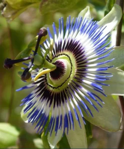 Blue Passiflora Live Plant - Fragrant Passion Flower Vine, Perennial, 4-6 Inch Tall - Image 5