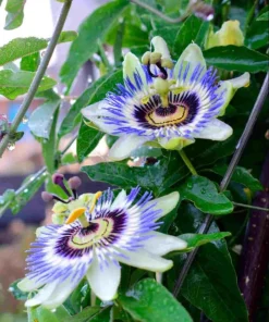 Blue Passiflora Live Plant - Fragrant Passion Flower Vine, Perennial, 4-6 Inch Tall - Image 6