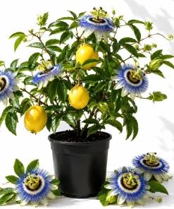 Blue Passiflora Live Plant - Fragrant Passion Flower Vine, Perennial, 4-6 Inch Tall - Image 1