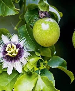 Blue Passion Flower Vine Live Plant, 4-6 Inch Tall, Outdoor Flowering Vine - Image 2