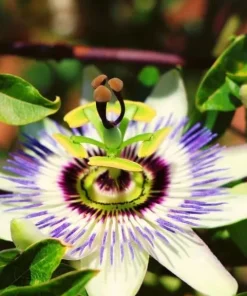 Blue Passion Flower Vine Live Plant, 4-6 Inch Tall, Outdoor Flowering Vine - Image 3