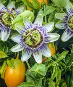 Blue Passion Flower Vine Live Plant, 4-6 Inch Tall, Outdoor Flowering Vine - Image 4