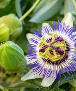Blue Passion Flower Vine Live Plant, 4-6 Inch Tall, Outdoor Flowering Vine - Image 5