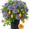 Blue Passion Flower Vine Live Plant, 4-6 Inch Tall, Outdoor Flowering Vine - Image 1
