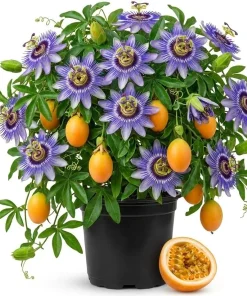 Blue Passion Flower Vine Live Plant, 4-6 Inch Tall, Outdoor Flowering Vine - Image 1