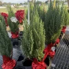 Blue Point Juniper Live Tree – Evergreen Privacy Plant – Drought Tolerant - Image 1
