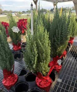 Blue Point Juniper Live Tree - Evergreen Shrub for Landscaping - Image 1
