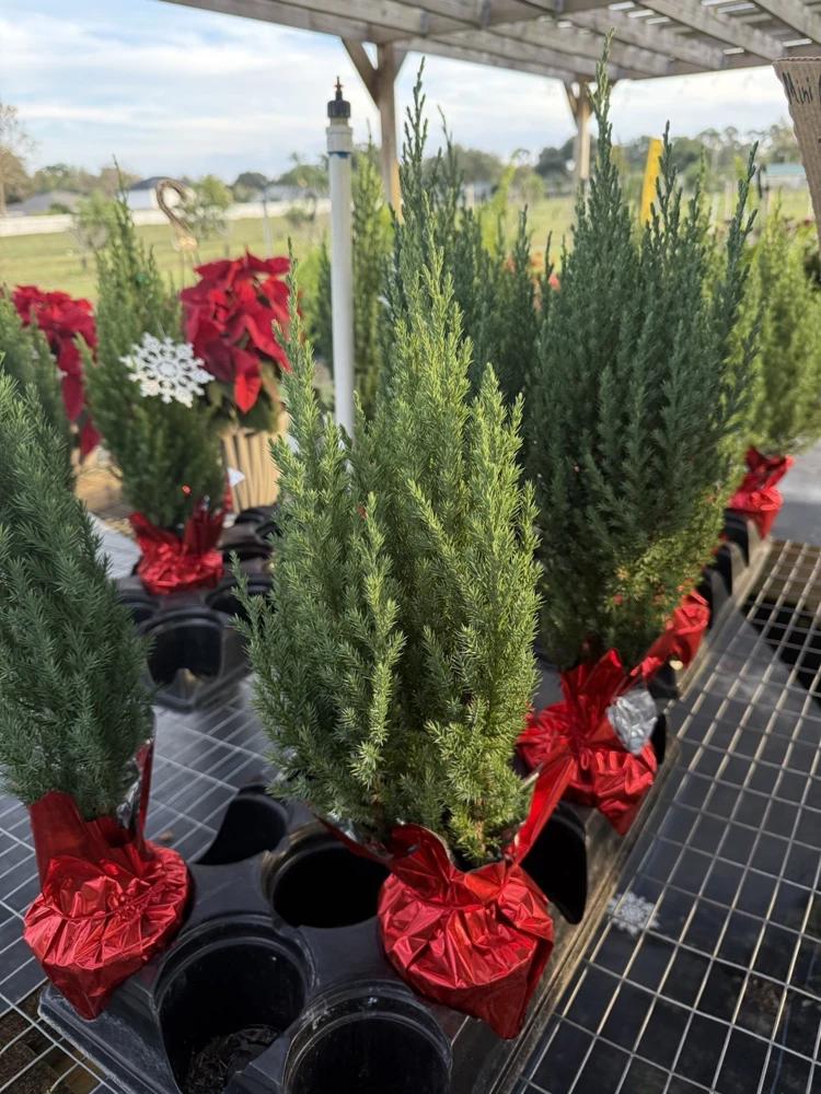 Blue Point Juniper Live Tree - Evergreen Shrub for Landscaping - Image 1