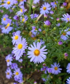 Blue Rice Button Aster Flower Seeds - 50 Seeds - Aster Dumosus - Image 10