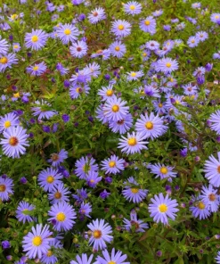 Blue Rice Button Aster Flower Seeds - 50 Seeds - Aster Dumosus - Image 11