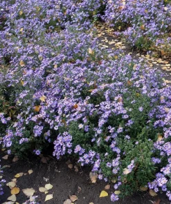 Blue Rice Button Aster Flower Seeds - 50 Seeds - Aster Dumosus - Image 12