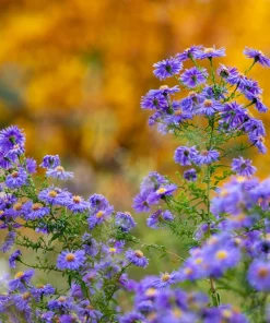 Blue Rice Button Aster Flower Seeds - 50 Seeds - Aster Dumosus - Image 13
