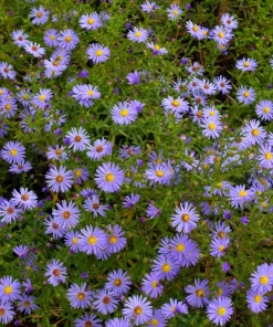 Blue Rice Button Aster Flower Seeds - 50 Seeds - Aster Dumosus - Image 14